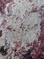 Rhizoplaca opiniconensis