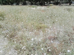 Launaea mucronata