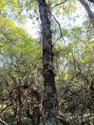 Image of Gleditsia amorphoides by (c) Agustina Medina, some rights reserved (CC BY)