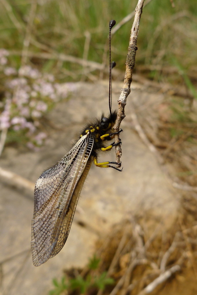 Libelloides hispanicus