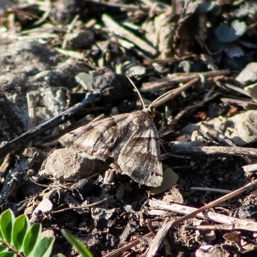 Forage Looper Moth photo 6