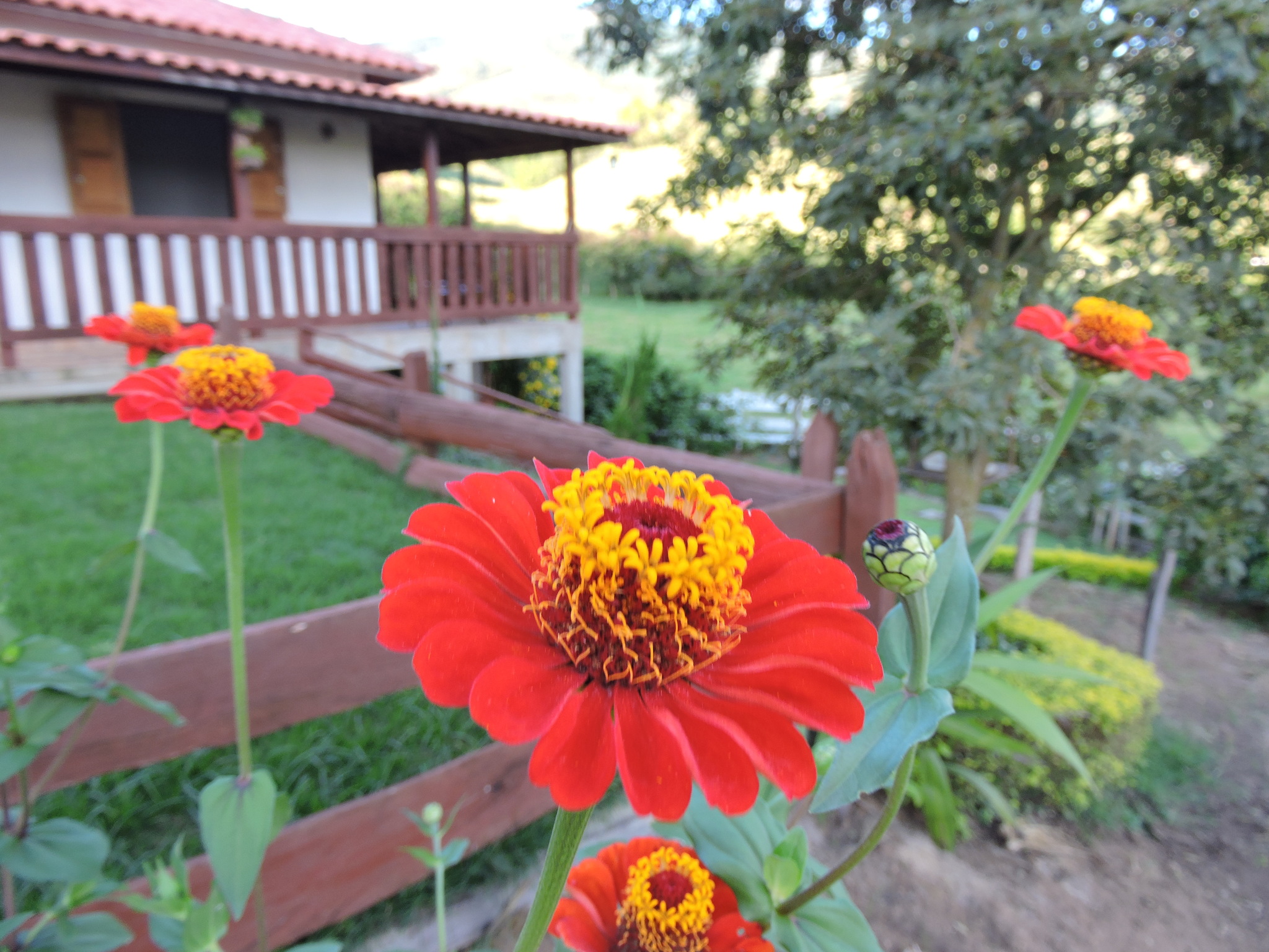 Zinnia elegans