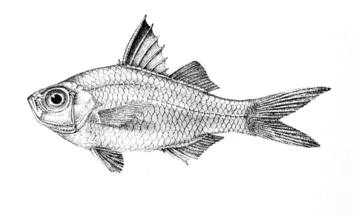 Bald Glassy (Ambassis gymnocephalus) · iNaturalist