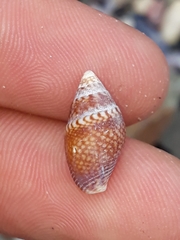 Pardalinops testudinaria