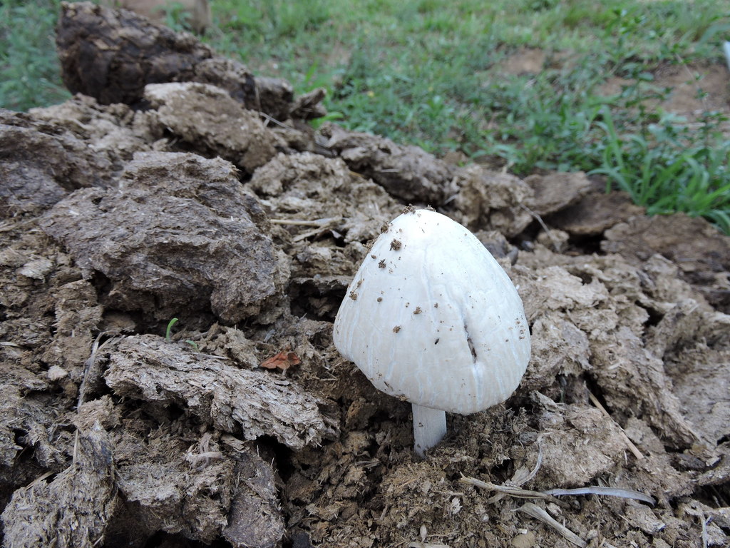 Panaeolus antillarum · October 2017 · photo: © josiguimaraes (iNaturalist, cc-by)