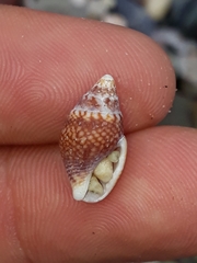 Pardalinops testudinaria