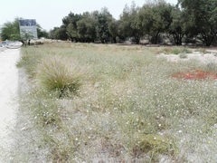 Launaea mucronata