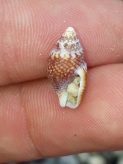 Pardalinops testudinaria