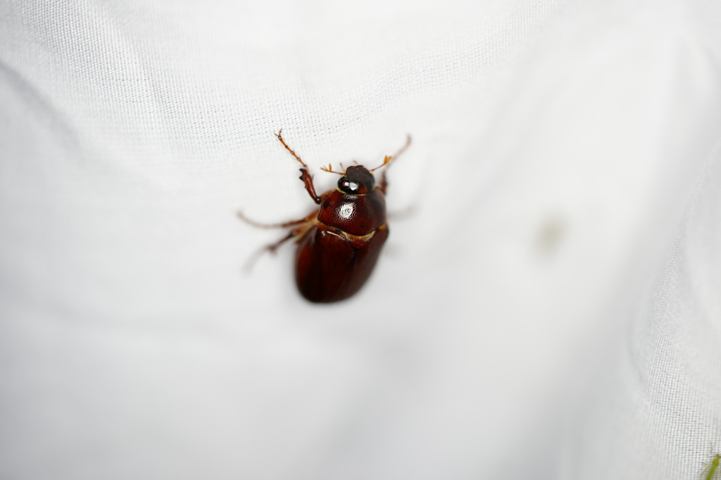 May Beetles from East Baton Rouge Parish, LA, USA on March 13, 2024 at ...