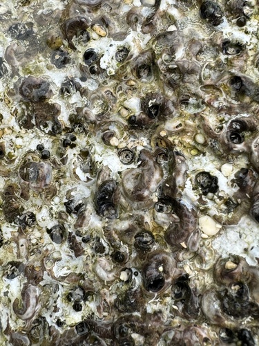 Dendropoma observed 2024-03-13