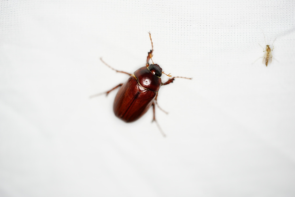 May Beetles from East Baton Rouge Parish, LA, USA on March 13, 2024 at ...