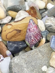 Phasianotrochus eximius