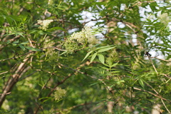 Sambucus sieboldiana
