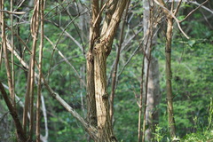 Sambucus sieboldiana