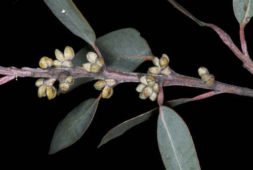 Eucalyptus boliviana J.B.Williams & K.D.Hill