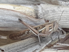 Schistocerca cancellata