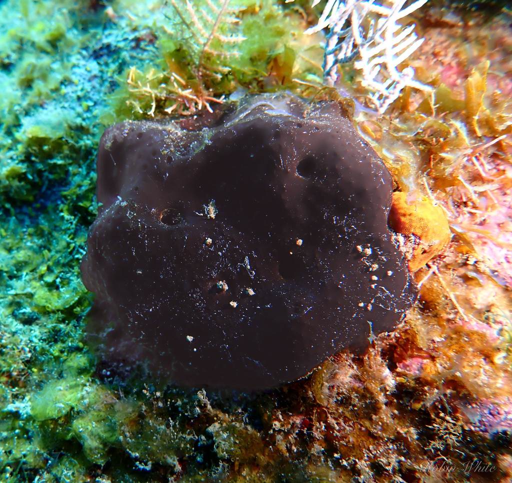 Hyattella cavernosa
