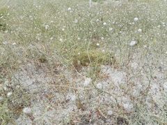 Launaea mucronata