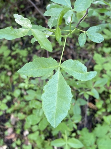California Hoptree foliage