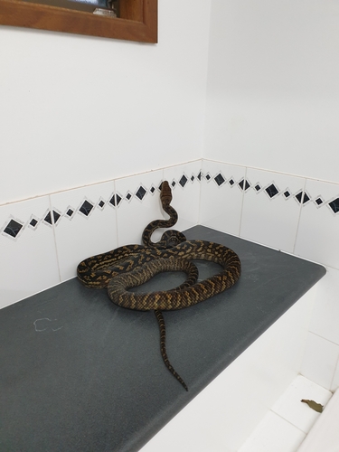 Australian Scrub Python sighting
