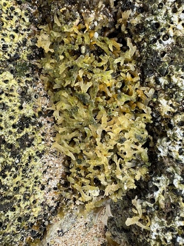 Gracilaria observed 2024-03-13