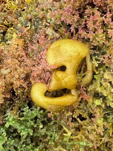 Colpomenia sinuosa observed 2024-03-13