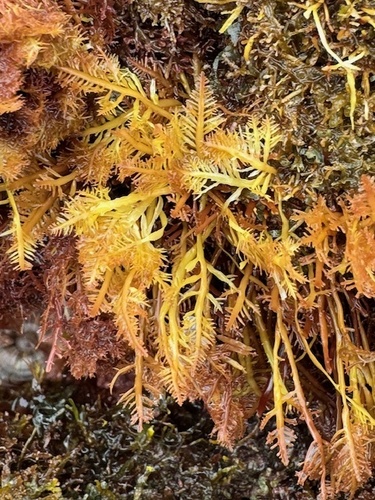Pterocladiella capillacea observed 2024-03-13