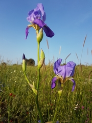 Iris mesopotamica