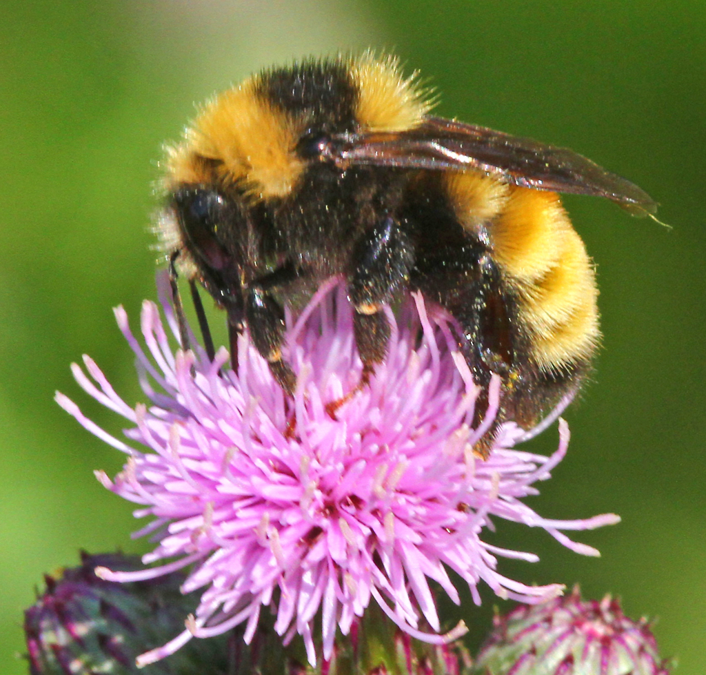 Northern Amber Bumble Bee (Bumble Bees Of New Brunswick, Canada ...