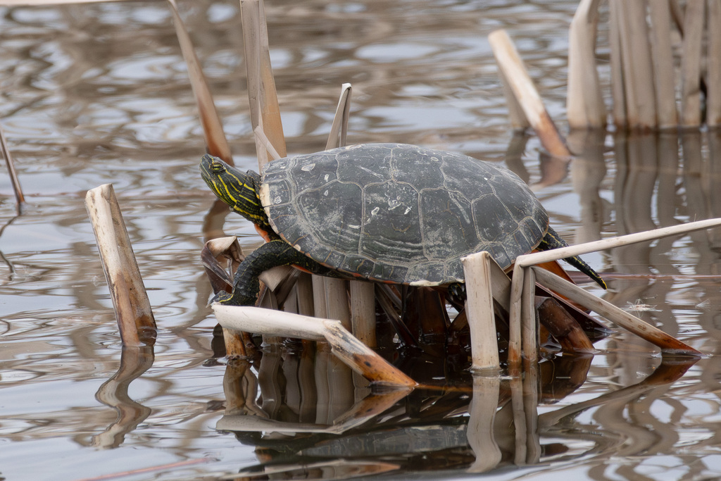 Painted Turtle from Oak Lake Park, Charleston St, Lincoln, NE 68508 ...