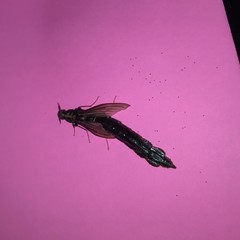 Lymexyloidea