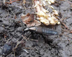 Philonthus decorus