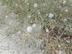 Launaea mucronata
