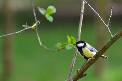 Parus major major
