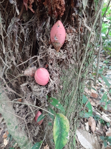 Foto de Sibipiruna