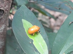 Podontia lutea