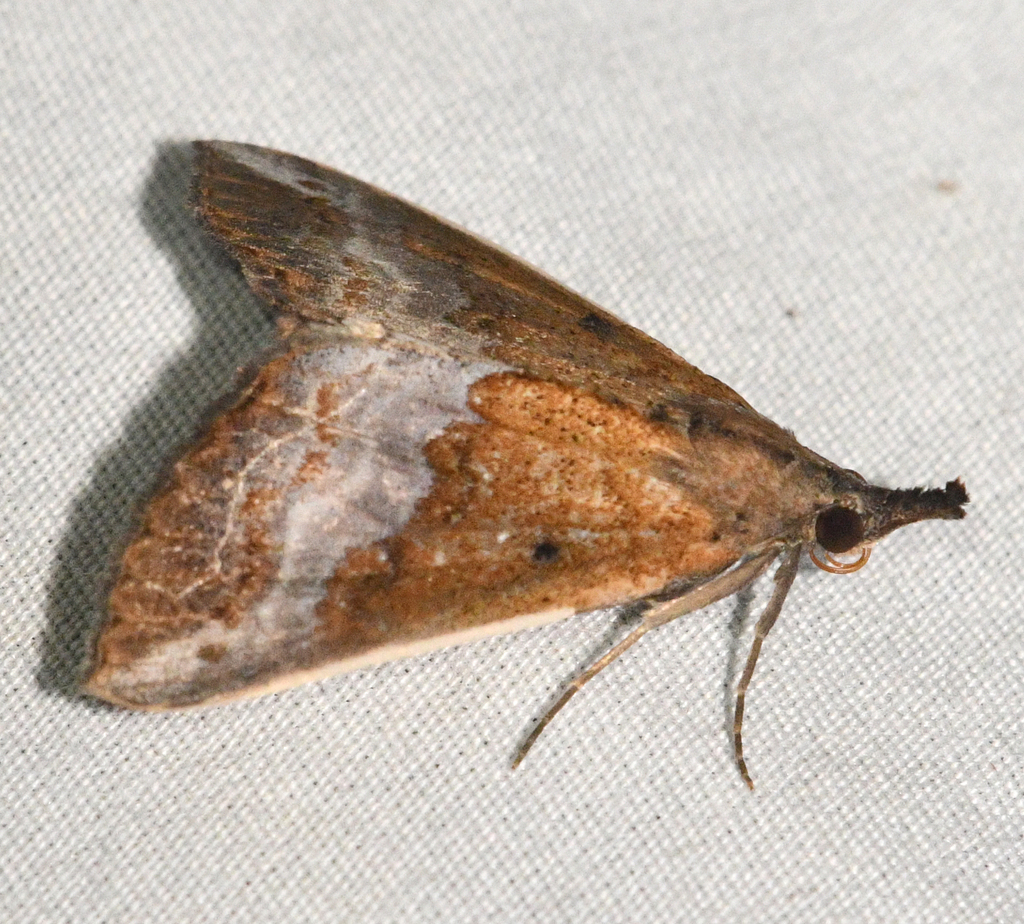 Hypena freija