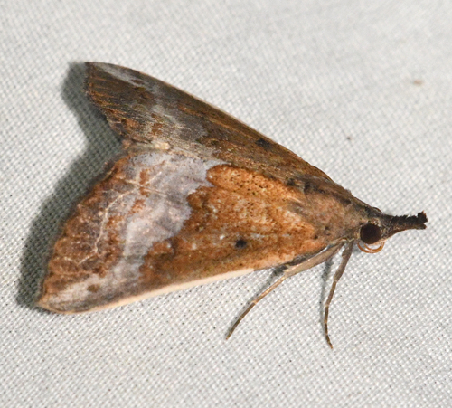 Hypena freija