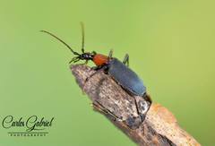 Galerita collaris