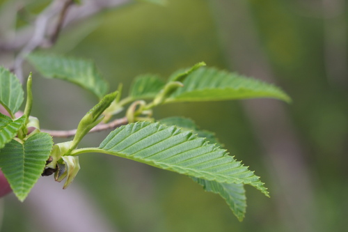 Alnus sieboldiana, photograph 5