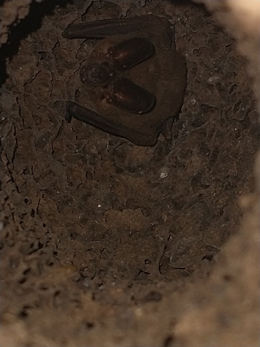 Mesoamerican Round-eared Bat (Lophostoma nicaraguae)