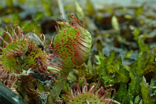 Drosera rotundifolia