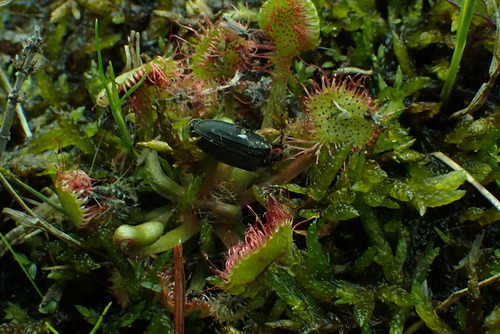 Drosera rotundifolia