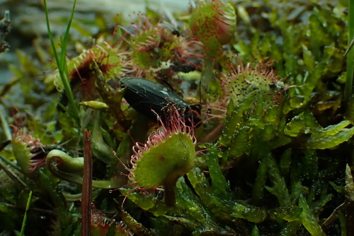 Drosera rotundifolia