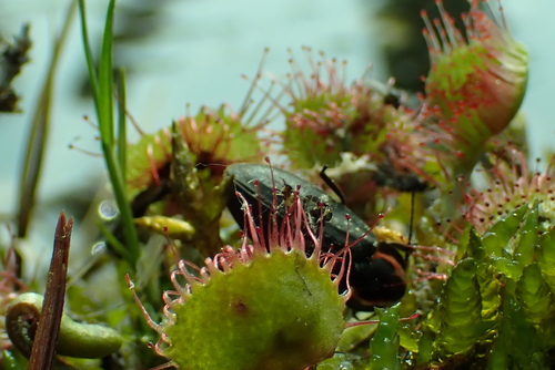 Drosera rotundifolia