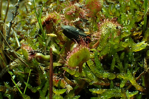 Drosera rotundifolia