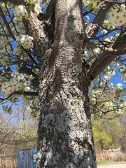 Pyrus calleryana