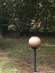 Cercopithecus mitis kolbi