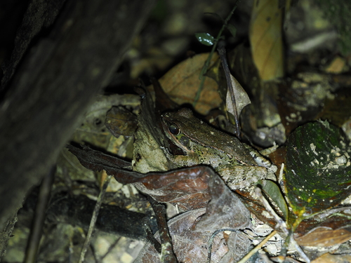 Fine-spined Frog, Hylarana spinulosa