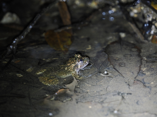 Fragile large-headed frog, Limnonectes fragilis